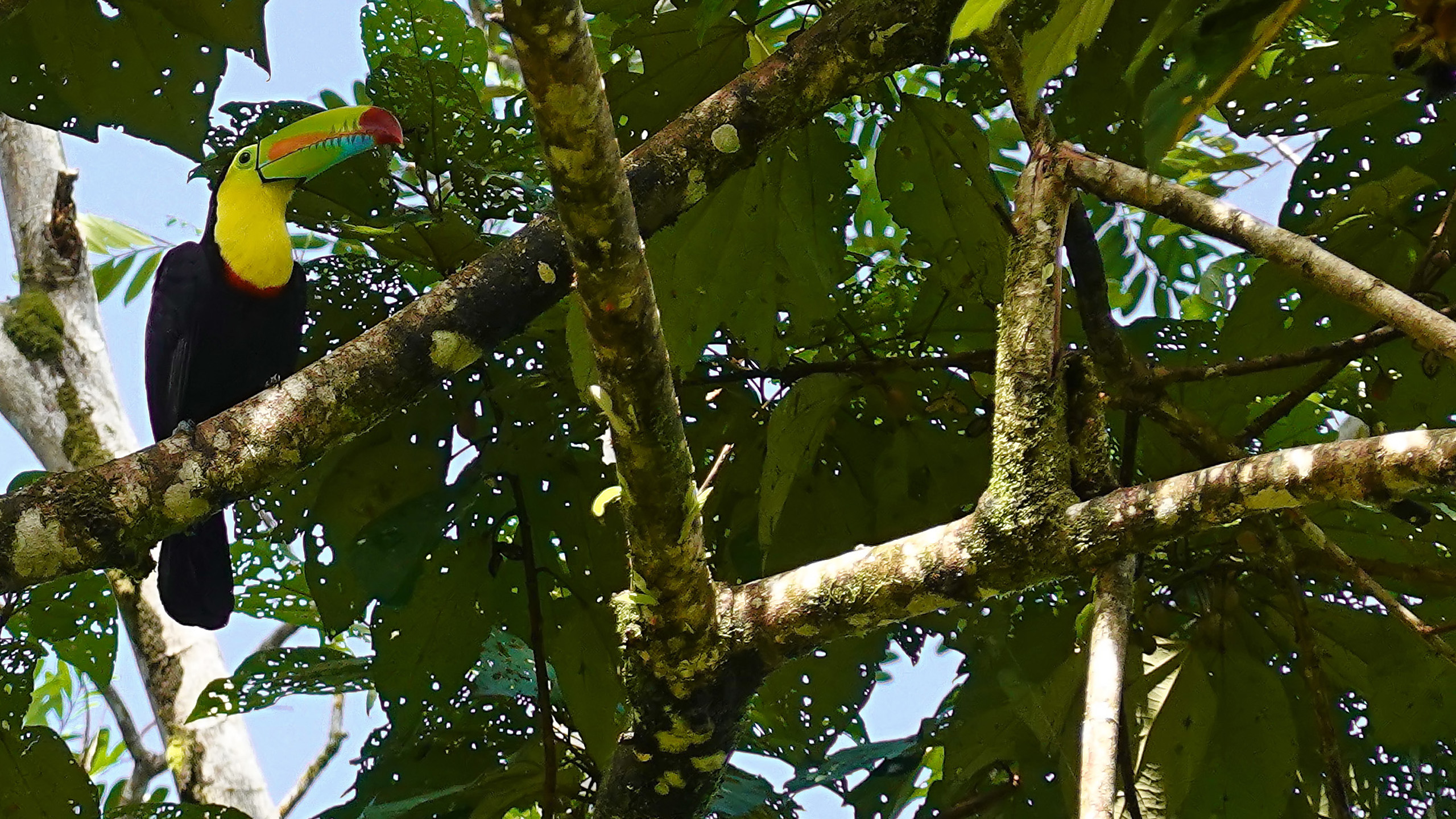 Tukan